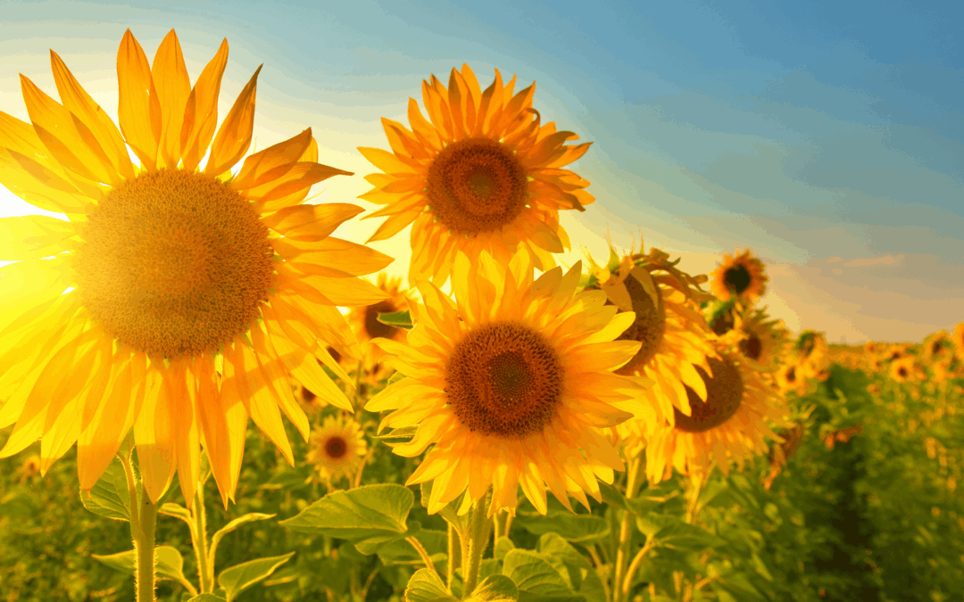 Een VA zijn zonder niche