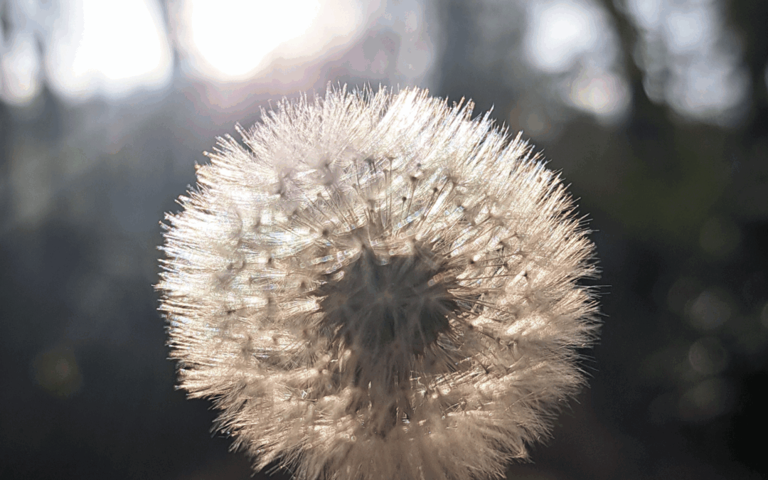 Thuisonderwijs organiseren doen we zo